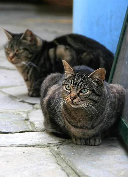 Ett Porträtt Katt — Stockfoto