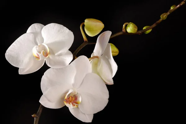 Cênica Bela Flor Orquídea Colorida — Fotografia de Stock