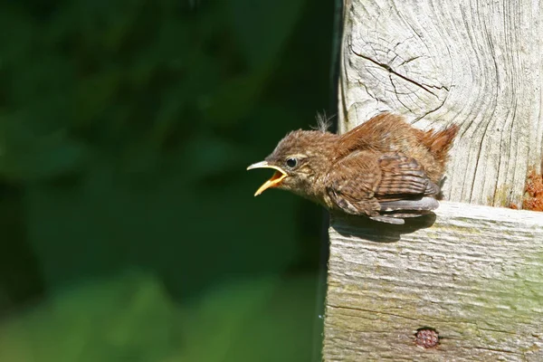 Κλείσιμο Του Νεαρού Wren — Φωτογραφία Αρχείου