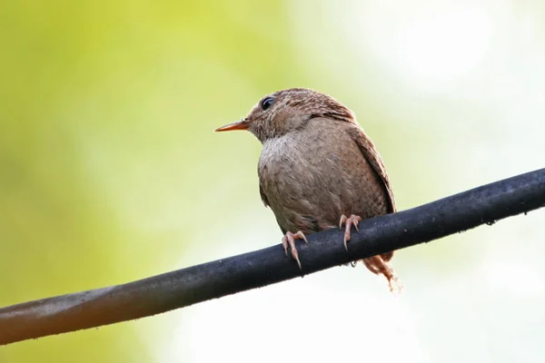 Dravý Pták Přírodě — Stock fotografie