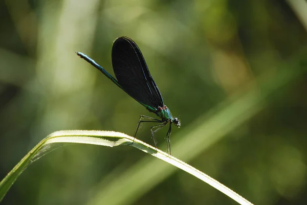 Insekten Flora Und Fauna Der Libellen — Stockfoto