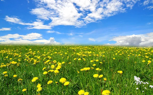 Prachtig Uitzicht Het Natuurlandschap — Stockfoto