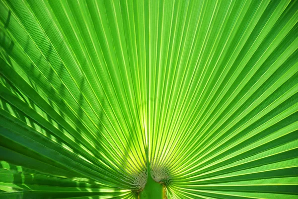 Green Tropical Palm Leaf Background — Stock Photo, Image