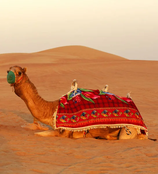Camello Sentado Desierto — Foto de Stock