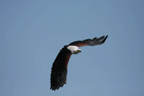 Vue Panoramique Bel Oiseau Nature — Photo