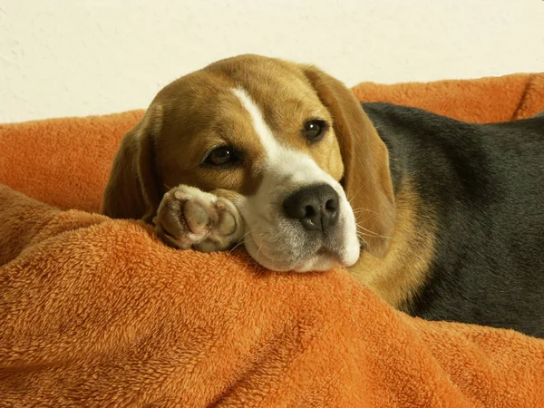 Beagle Makes Himself Comfortable — Stock Photo, Image