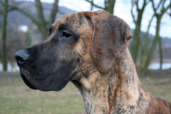 Deutsche Dogge Gestromt Monate — Stockfoto