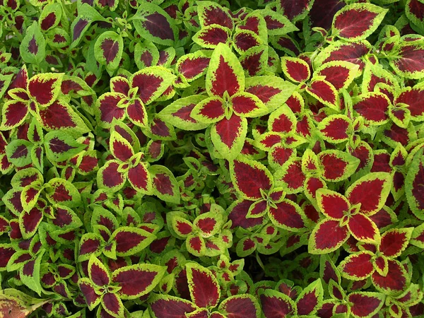 Schoonheidsbloeiende Plant Overdag — Stockfoto