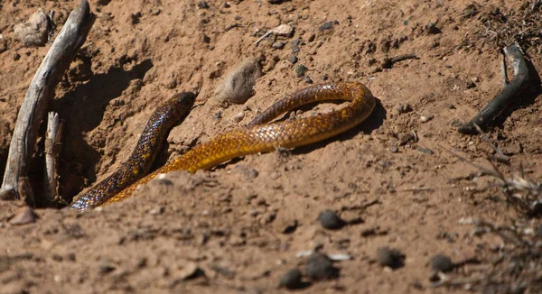 Serpent Cobra Venin Serpent Dangereux — Photo