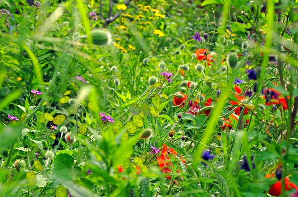 Blomma Äng Början Sommaren — Stockfoto