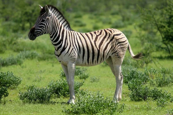 Çizgili Zebra Hayvanı Memeli — Stok fotoğraf