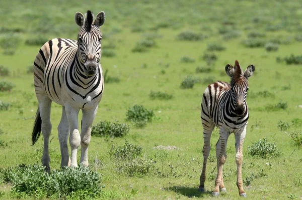 Preto Branco Listrado Zebra Animal Mamífero — Fotografia de Stock