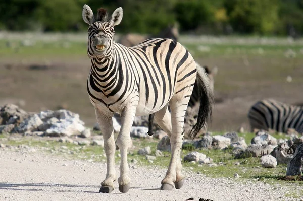 Animal Zebra Listrada Mamífero — Fotografia de Stock