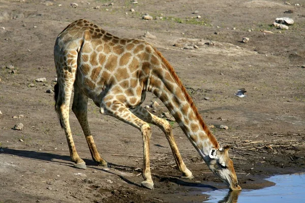 Giraffdjur Afrikanska Växtätande Däggdjur — Stockfoto