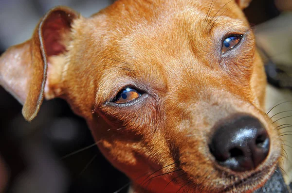 ドイツのピンチャー犬ペット — ストック写真