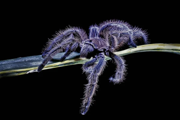 Strašidelné Pavoučí Zvíře Dravec — Stock fotografie