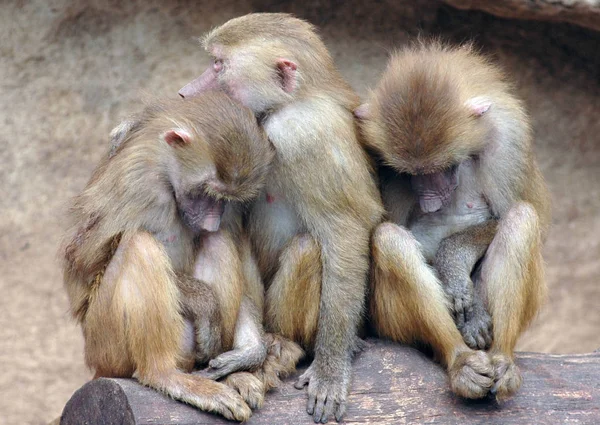 Małpie Zwierzęta Życie Przyroda Fauna — Zdjęcie stockowe