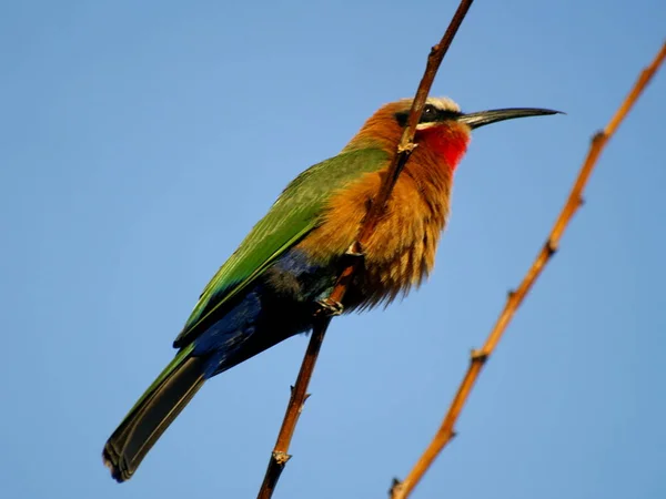 Aussichtsreiche Aussicht Auf Schöne Vögel Der Natur — Stockfoto