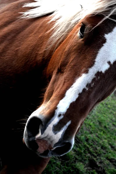 Schattig Paard Wilde Natuur — Stockfoto