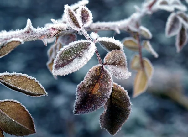 Uitzicht Een Winterse Scène — Stockfoto