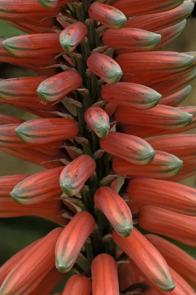 熱帯植物アロエ ヴェラ — ストック写真