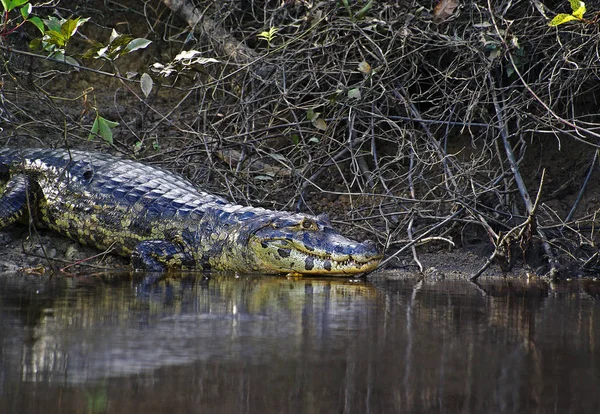 Crocodilo Jacaré Carnívoro Animal — Fotografia de Stock