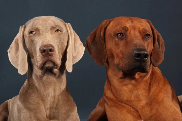 Visão Cênica Cão Cachorrinho Bonito — Fotografia de Stock