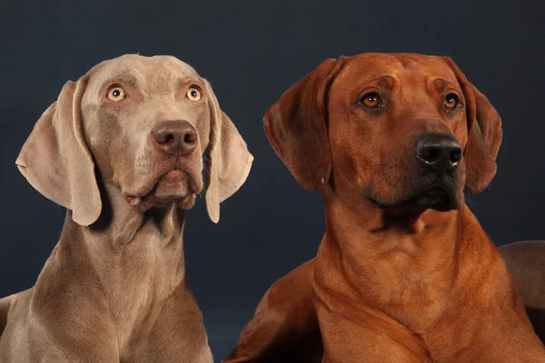 Visão Cênica Cão Cachorrinho Bonito — Fotografia de Stock