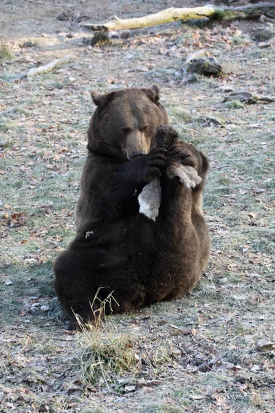 Fauna Brown Urso Animais Selvagens — Fotografia de Stock