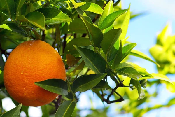 Ένα Ώριμο Πορτοκάλι Στο Δέντρο — Φωτογραφία Αρχείου