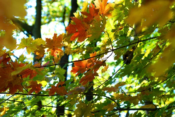 Otoño Otoño Hojas Arce —  Fotos de Stock