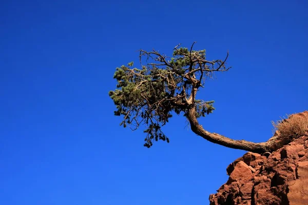 Grande Paisagem Canyon Grande Parque Nacional Canyon — Fotografia de Stock