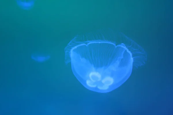 Meduse Mare Subacqueo Vita Marina — Foto Stock