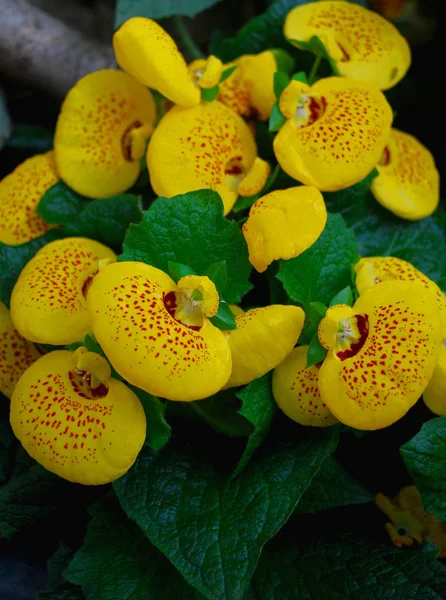 Schöne Blumen Blumiges Konzept Hintergrund — Stockfoto