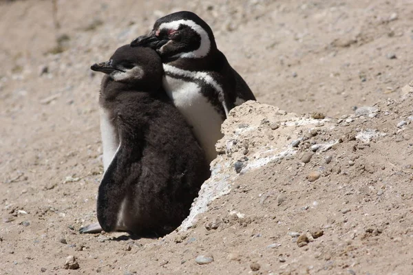 昼間のパタゴニアのペンギン — ストック写真