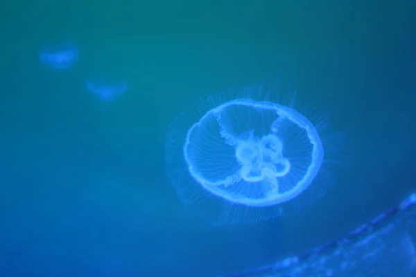 Medúza Tenger Víz Alatt Tengeri Élőlény — Stock Fotó