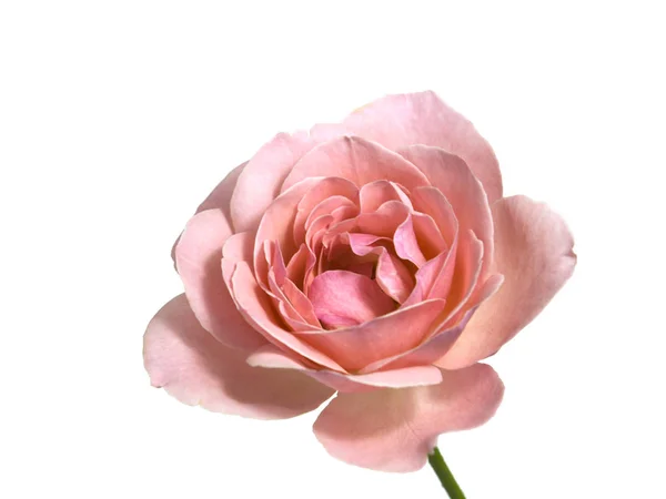 Rosa Valentino Rosa Único Caule — Fotografia de Stock