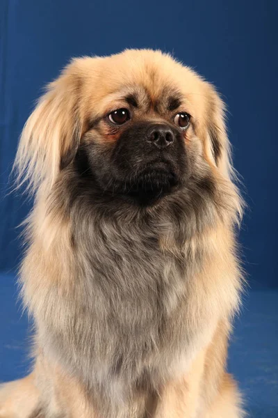 Visão Cênica Cão Cachorrinho Bonito — Fotografia de Stock