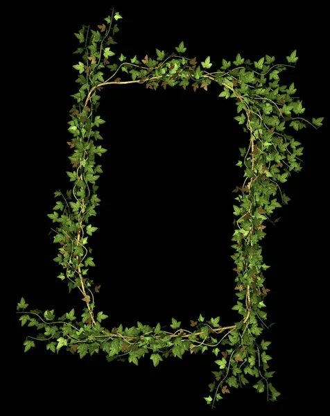 Efeu Blätter Kletterpflanze Flora Laub — Stockfoto