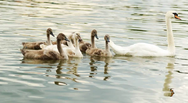 Animal Picture Outdoor Image — Stock Photo, Image