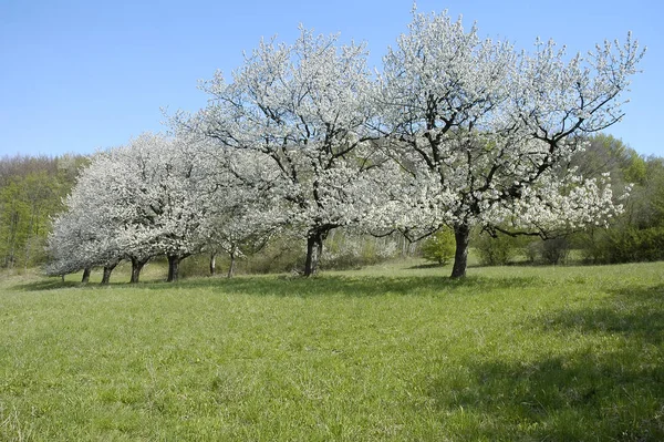 木の上の桜 — ストック写真