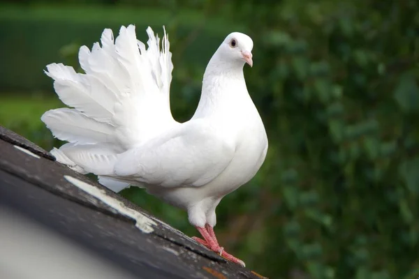 Vacker Utsikt Över Vacker Fågel Naturen — Stockfoto