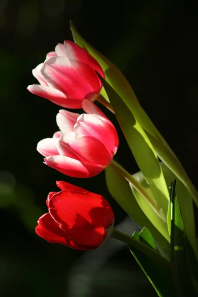 Живописный Вид Красивые Цветы Тюльпана — стоковое фото