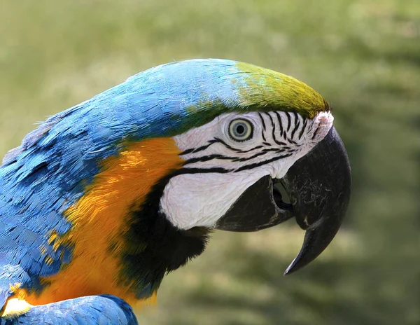 Festői Kilátás Gyönyörű Papagáj Madár — Stock Fotó