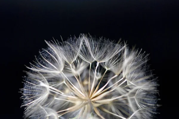 Belle Vue Sur Fleur Naturelle Pissenlit — Photo