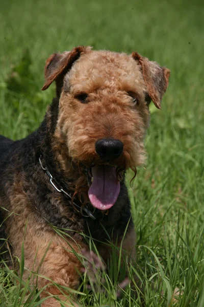 Airedale Terrier Cane Riccio Marrone — Foto Stock