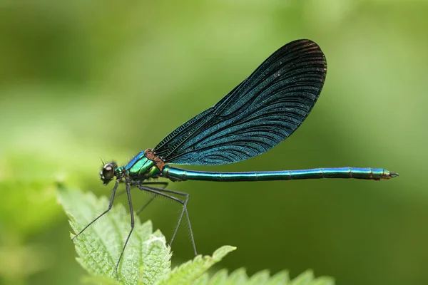 Closeup Dragonfly Παρθένος Calopteryx — Φωτογραφία Αρχείου