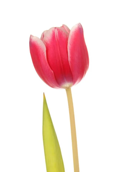 Vue Panoramique Belles Fleurs Tulipes — Photo