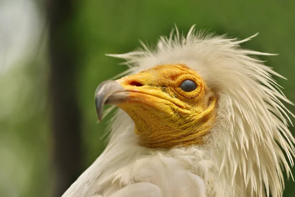 Detailní Záběr Ptačí Hlavy — Stock fotografie