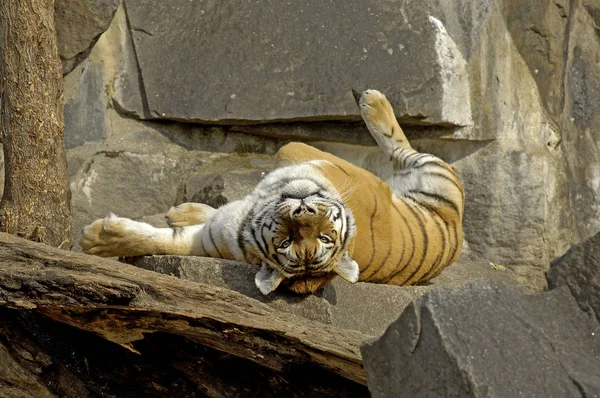 Amur Kaplanı Panthera Tigris Altaica — Stok fotoğraf